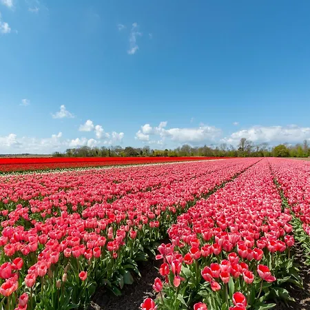 In Netherlands Near Sandy Dom wakacyjny